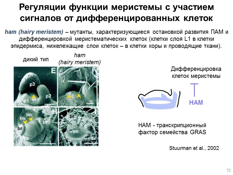 72 Регуляции функции меристемы с участием сигналов от дифференцированных клеток дикий тип ham 